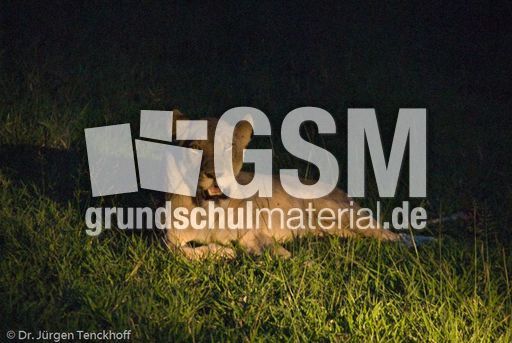 Löwen (69 von 69).jpg